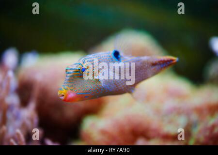 Gesichtet (Canthigaster solandri sharpnose) in einem Aquarium, Captive, Deutschland Stockfoto