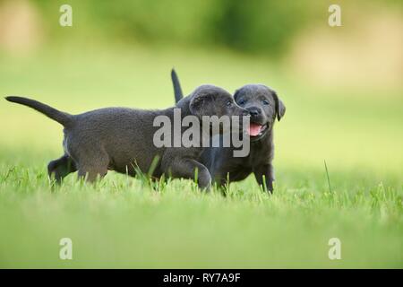 Schwarzer Labrador Retriever, zwei Welpen spielen auf einer Wiese, Deutschland Stockfoto