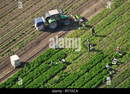 Arbeitnehmer der Ernte auf dem Feld, Schleswig-Holstein, Deutschland Stockfoto