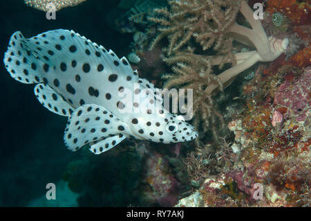 Ein jugendlicher Barramundi Barsche, Cromileptes altivelis, Schwimmen unter Korallen von Bali, Indonesien Stockfoto