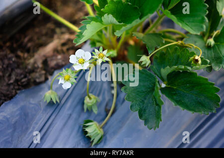 Wilde Erdbeere Blüte - Makroaufnahme einer Blume Stockfoto