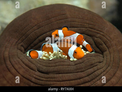 Bitte öffnen Sie die Tür. Zwei ocellaris Clownfisch (Aphiprion Ocellaris) Tierheim selbst unter den giftigen Tentakeln eines herrlichen Seeanemone Stockfoto