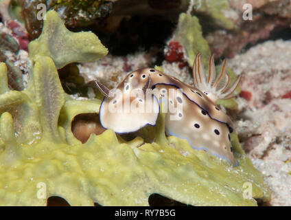 Tryons Doris Nacktschnecke (hermaea Tryoni) Kriechen auf dem Meeresboden von Bali, Indonesiaia Stockfoto