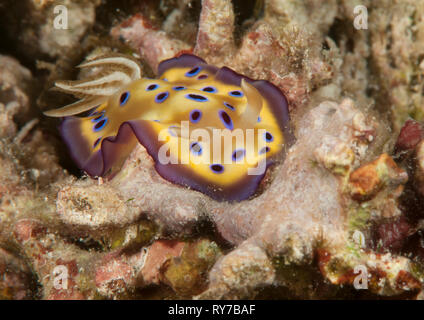 Die kune Chromodoris (Chromodoris Kuniei) Nacktschnecke kriecht auf Korallenriff von Bali, Indonesien Stockfoto