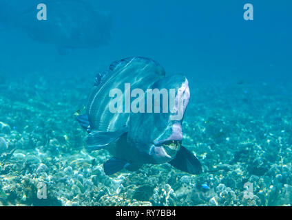 Grüne humphead Papageienfische (Bolbometopon muricatum) Schwimmen über Korallenriff von Raja Ampat, Indonesien Stockfoto