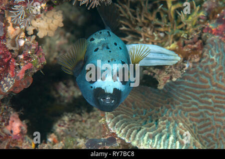 Blackspotted Puffer (Arothron nigropunctatus) Schwimmen über Korallenriff von Bali, Indonesien, von Angesicht zu Angesicht. Stockfoto