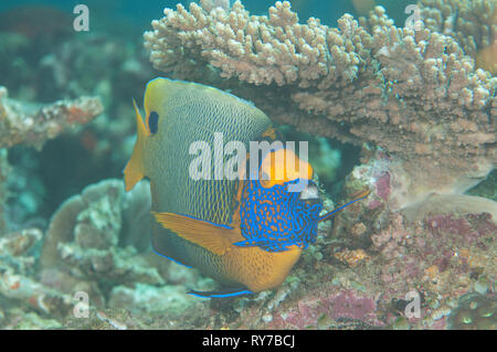 Blueface oder yellowface Angelfish (Pomacanthus xanthometopon) schwimmen über Korallen von Bali, Indonesien Stockfoto