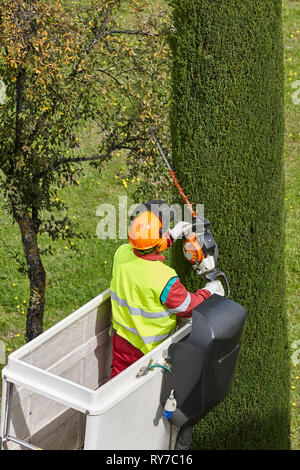 Arbeitnehmer beschneiden ein Baum auf einem Kran ausgestattet. Gartenbau arbeitet Stockfoto