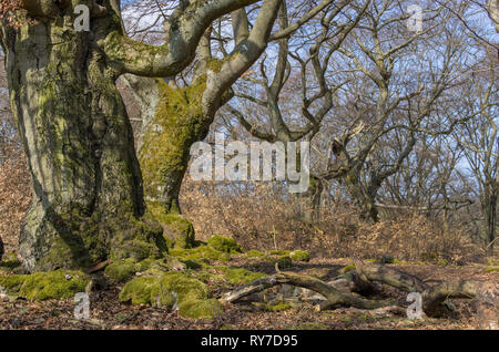 Märchenwald alte Buche - Alter knorriger märchenhafter Winter Hutebaum Halloh Kellerwald alte Buchen... alter Wald. Stockfoto