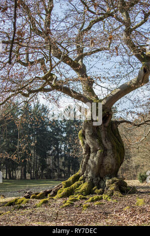 Märchenwald alte Buche - Alter knorriger märchenhafter Winter Hutebaum Halloh Kellerwald alte Buchen... alter Wald. Stockfoto