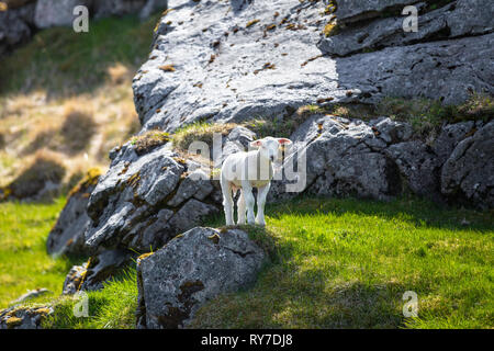 Baby Schaf stehend auf einem Felsen Stockfoto