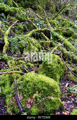Moos bedeckt tote Bäume und Felsen im alten Wald Ebbor Schlucht, Mendip Hills, Somerset, Großbritannien Stockfoto