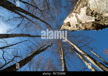 Urwald Urwald Sababurg, Hofgeismar, Weserbergland, Nordrhein-Westfalen, Hessen, Deutschland Stockfoto