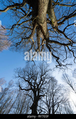 Urwald Urwald Sababurg, Hofgeismar, Weserbergland, Nordrhein-Westfalen, Hessen, Deutschland Stockfoto