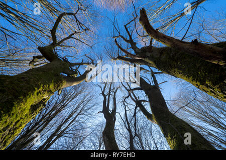 Urwald Urwald Sababurg, Hofgeismar, Weserbergland, Nordrhein-Westfalen, Hessen, Deutschland Stockfoto