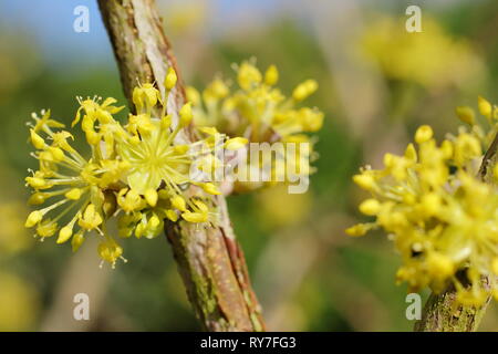 Cornus Mas. Dichten Blütenstände der Carneol Cherry im späten Winter Sonnenschein - Februar, UK Garten Stockfoto