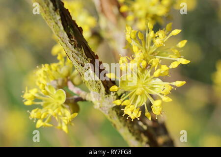 Cornus Mas. Dichten Blütenstände der Carneol Cherry im späten Winter Sonnenschein - Februar, UK Garten Stockfoto