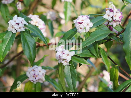Daphne bholua 'Jaqueline Postill'. Duftende Frühling Blüten von Daphne Jacqueline Postill - Ende Februar, Großbritannien Stockfoto