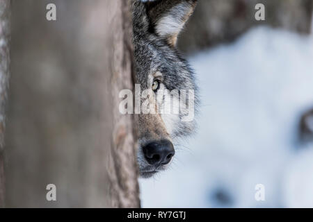 Timber Wolf hinter einem Baum. Stockfoto