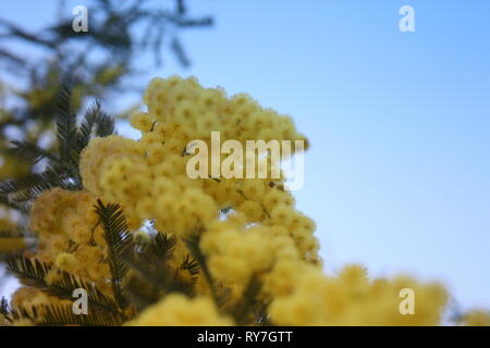 Blumigen gelb Mimosa Anlage. Geschenk zum Frauentag oder Muttertag. Der Frühling kommt Stockfoto