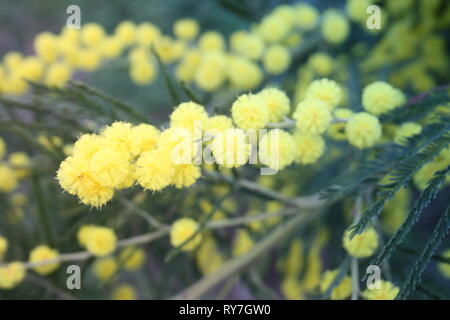 Blumigen gelb Mimosa Anlage. Geschenk zum Frauentag oder Muttertag. Der Frühling kommt Stockfoto