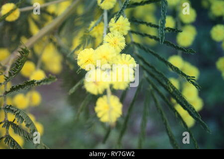 Blumigen gelb Mimosa Anlage. Geschenk zum Frauentag oder Muttertag. Der Frühling kommt Stockfoto