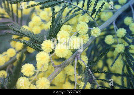 Blumigen gelb Mimosa Anlage. Geschenk zum Frauentag oder Muttertag. Der Frühling kommt Stockfoto