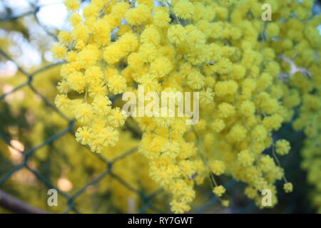 Blumigen gelb Mimosa Anlage. Geschenk zum Frauentag oder Muttertag. Der Frühling kommt Stockfoto