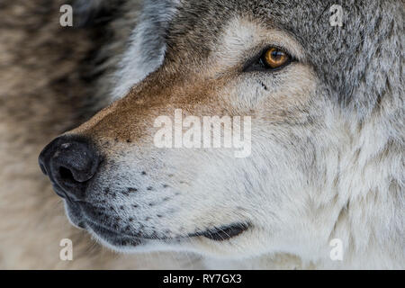 Grauer Wolf Portrait Stockfoto