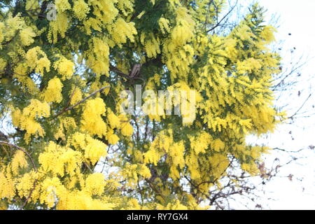 Blumigen gelb Mimosa Anlage. Geschenk zum Frauentag oder Muttertag. Der Frühling kommt Stockfoto