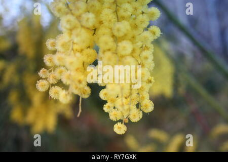 Blumigen gelb Mimosa Anlage. Geschenk zum Frauentag oder Muttertag. Der Frühling kommt Stockfoto