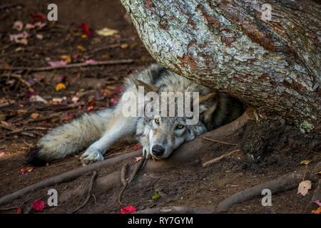 Timber Wolf ruht der Kopf auf Tree root Stockfoto