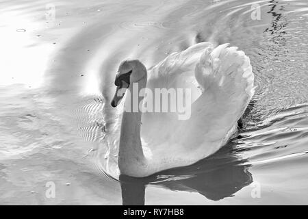 Seitliche Beleuchtung Kommissionierung feather Detail auf Schwan, Cygnus olor, Segelfliegen am Ufer des Flusses Avon in Christchurch, Bournemouth, Dorset UK im März Stockfoto