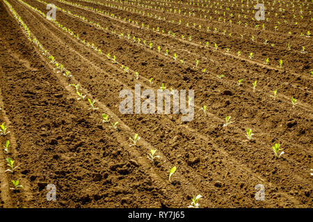 Frisch gepflanzten Tabak sprossen im Feld in zentralen Kentucky Stockfoto