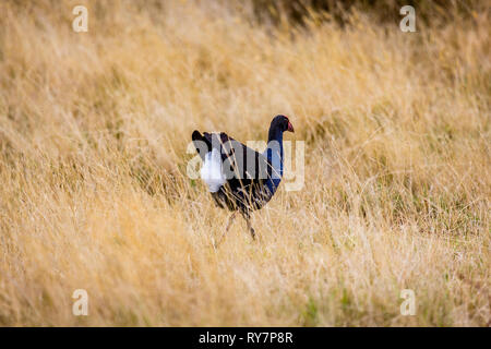 Teal Sumpf Henne, Neuseeland Pukeko Stockfoto