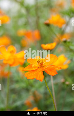 Cosmos sulfureus 'Tango' Blumen. Stockfoto