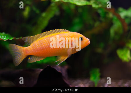 Kenyi cichlid Maylandia lombardoi aquarium fisch Stockfoto