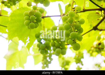 Trauben auf Baum im Weinberg bei Sonneneinstrahlung Stockfoto