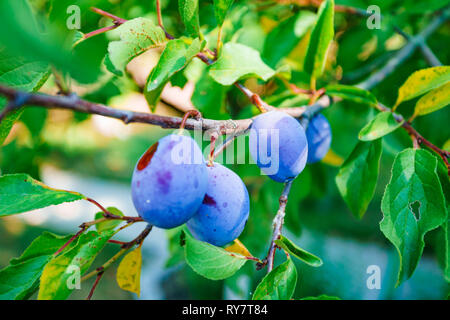 Pflaume mit saftigen Früchten Stockfoto