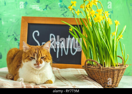 Kalligraphische Inschrift hand Schrift Buchstaben Feder auf Schwarze Schiefertafel stehen auf grün Betonoberfläche mit gelben Blüten Narzissen im Korb Stockfoto