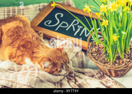 Kalligraphische Inschrift hand Schrift Buchstaben Feder auf Schwarze Schiefertafel stehen auf grün Betonoberfläche mit gelben Blüten Narzissen im Korb Stockfoto