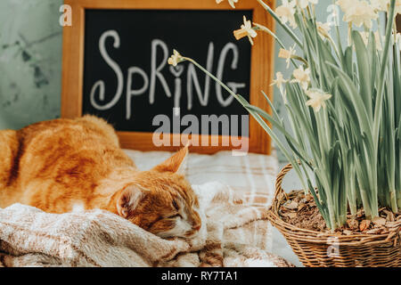 Kalligraphische Inschrift hand Schrift Buchstaben Feder auf Schwarze Schiefertafel stehen auf grün Betonoberfläche mit gelben Blüten Narzissen im Korb Stockfoto