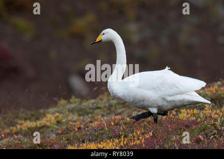 Singschwan, Sing-Schwan, Schwan, Cygnus cygnus, Singschwan, Le Cygne chanteur, le Cygne Sauvage Stockfoto