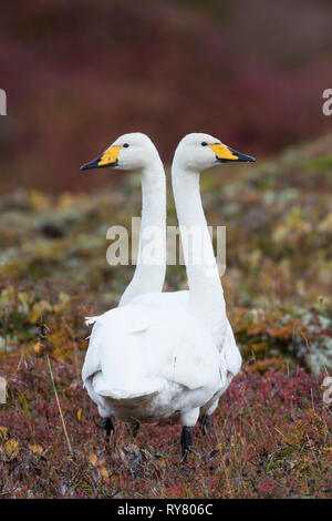 Singschwan, Sing-Schwan, Schwan, Cygnus cygnus, Singschwan, Le Cygne chanteur, le Cygne Sauvage Stockfoto