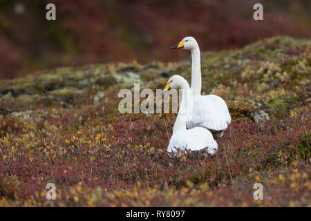 Singschwan, Sing-Schwan, Schwan, Cygnus cygnus, Singschwan, Le Cygne chanteur, le Cygne Sauvage Stockfoto