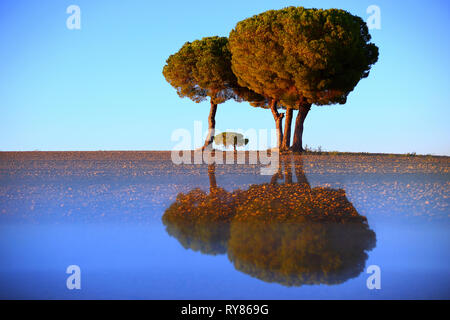 Malerische Landschaft der alten Bäume wachsen auf leeren Rasen mit Reflexion unten auf dem Hintergrund des blauen Himmels, Spanien Stockfoto