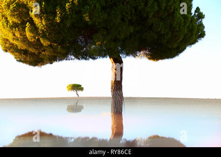 Malerische Landschaft der alten Bäume wachsen auf leeren Rasen mit Reflexion unten auf dem Hintergrund des blauen Himmels, Spanien Stockfoto