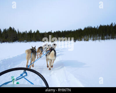 Ansicht der Rückseite des Hunde rodeln auf schneebedeckten Landschaft gegen den klaren Himmel im Wald Stockfoto