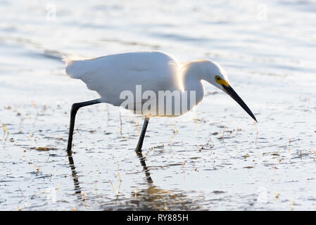 Snowy Egret (Egretta thula) Jagd im Meer vor Tigertail Beach, Marco Island, Florida, USA Stockfoto