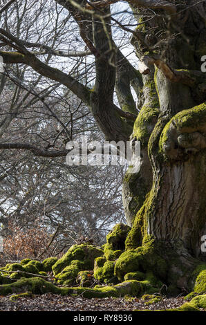 Märchenwald alte Buche - Alter knorriger märchenhafter Winter Hutebaum Halloh Kellerwald alte Buchen... alter Wald. Stockfoto